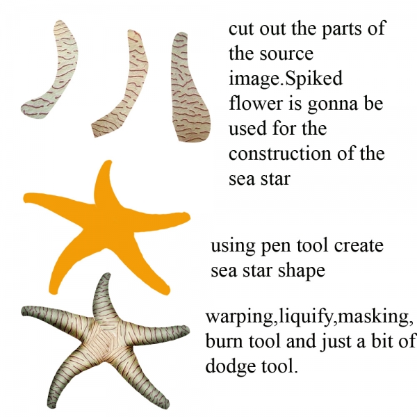 Creation of Sea Star: Step 1